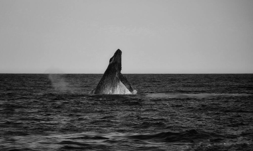 Hump back whale at Baja California Sur México, Al Cabri Lifestyle Brand architecture and long term custodianship