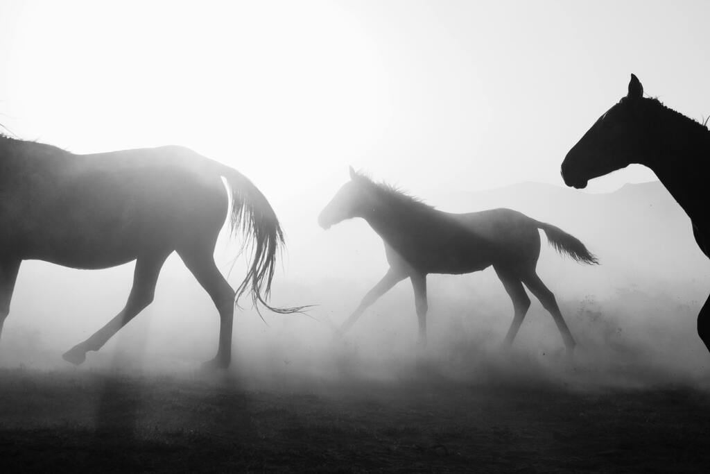 Lifestyle, Polo & Equestrian Media creator